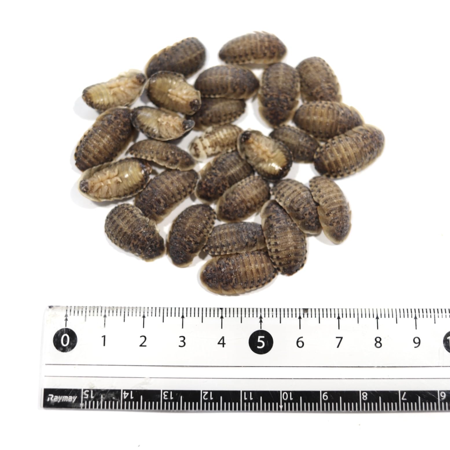 Amazon | 冷凍デュビア MS 約430匹入り 邑楽ファーム【SAfarmが Amazon | 冷凍デュビア MS 約430匹入り 邑楽ファーム【SAfarmが